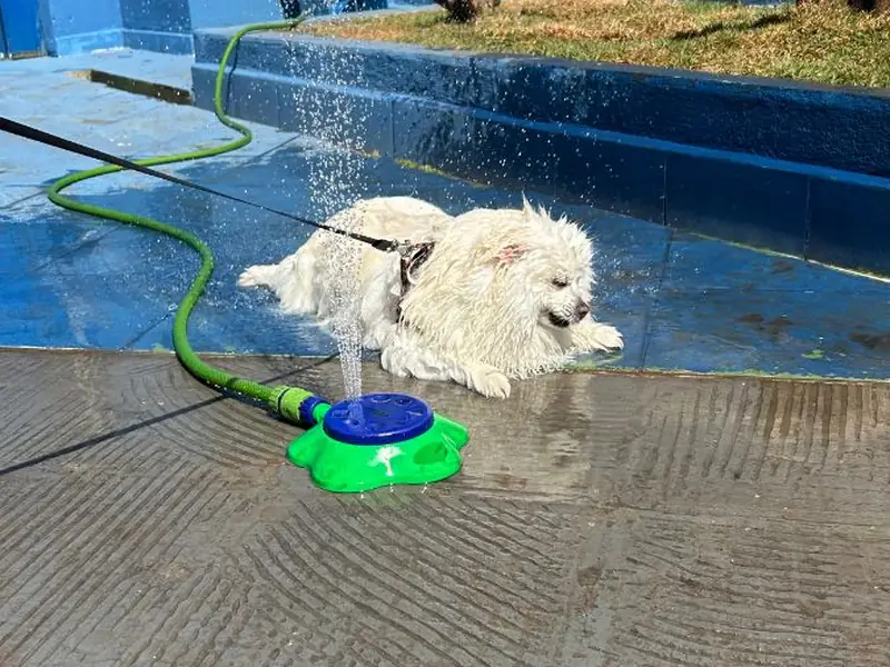 Cão se divertindo em atividade de enriquecimento ambiental com água