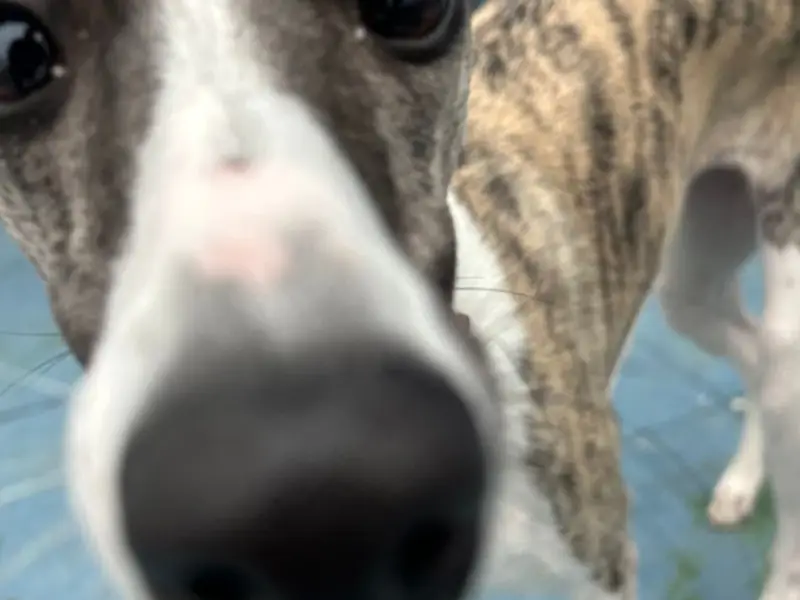 Socialização e convivência entre cães no espaço da Elite Dog Trainers
