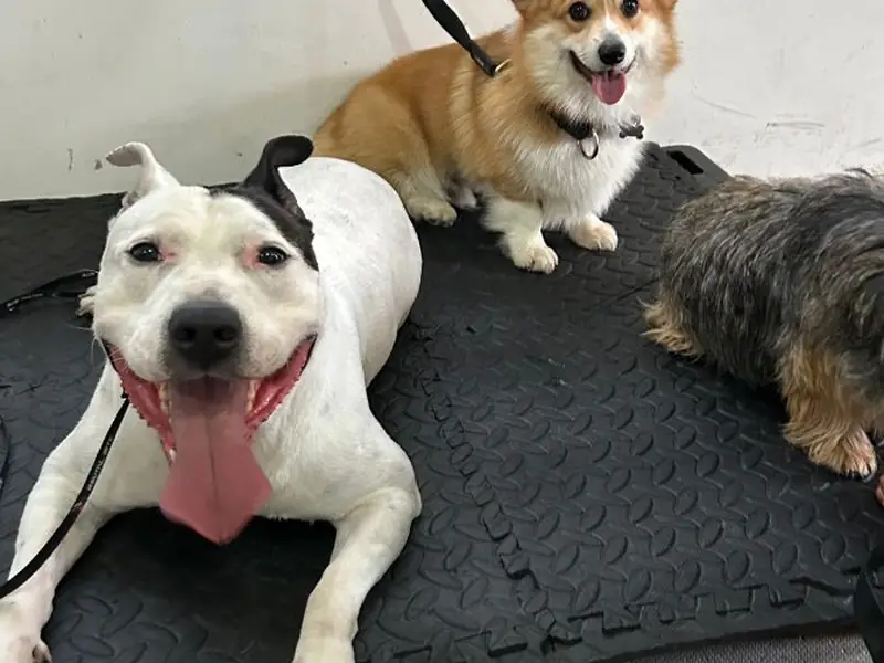 Cães em treino de permanência e foco no tatame da Elite Dog Trainers